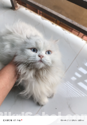 Pure Persian female cat for sell